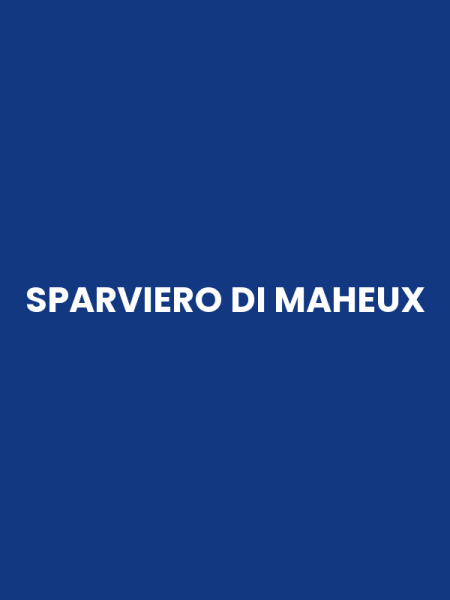 SPARVIERO DI MAHEUX